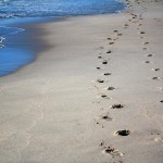 footprints-456732_640