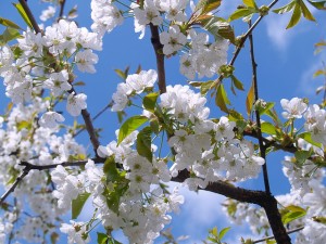 cherry-blossom-476583_640