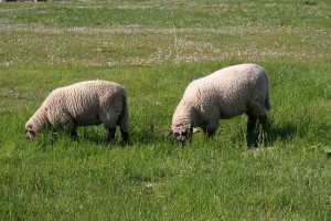 grazing-sheep-77357_640